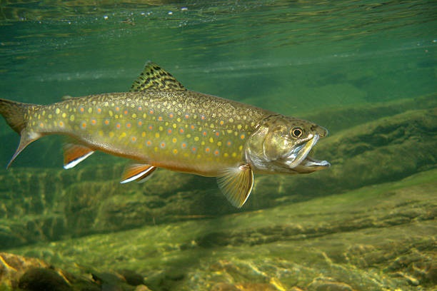 brook trout